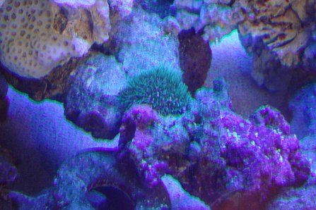 RO and Soft Corals 009.jpg
