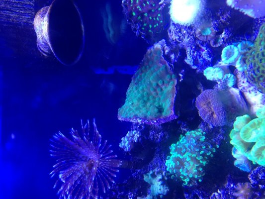 corals 3.jpg