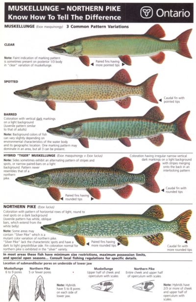 muskie-and-pike-differences.jpg