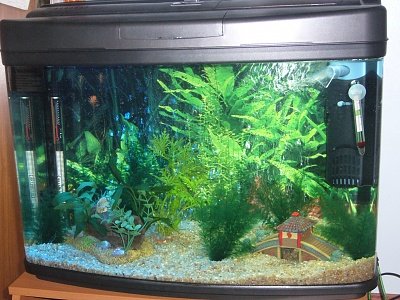 My Fish Tank.jpg