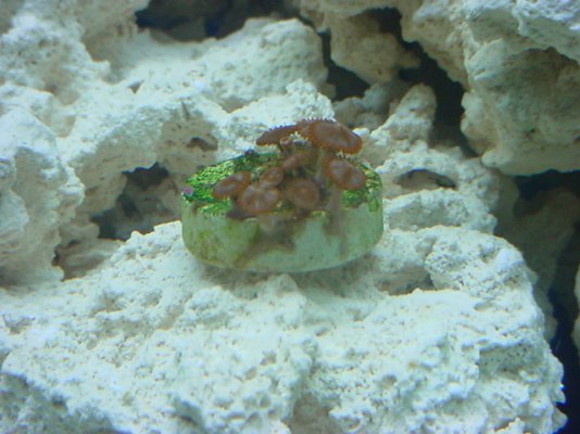 first coral.JPG