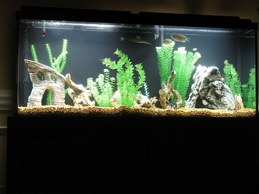 Fish Tank 007.jpg