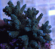 coral2.gif