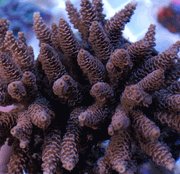 coral3.gif
