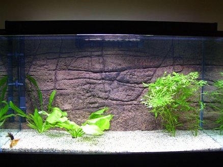 Fish Tank 005small.jpg