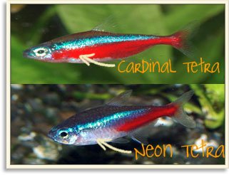 cardinal_tetra_vs_neon_tetra.jpg