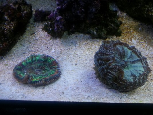 My new birthday corals. -12-1-13.jpg