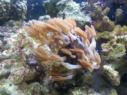 fishtale coral.jpg