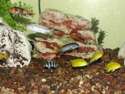 Labs,Front,albino,acei and blotch.jpg