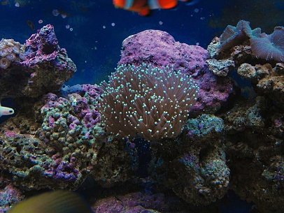 troch-coral.jpg