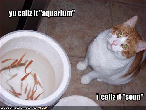 funny-pictures-cat-calls-your-aquarium-by-its-real-name.jpg
