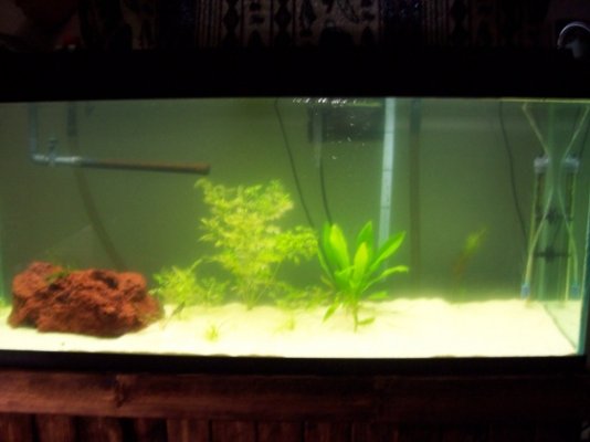 fish tank 001.jpg