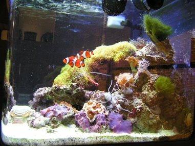 fish tank 004.jpg