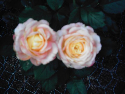 Bellaroma Roses 003.jpg
