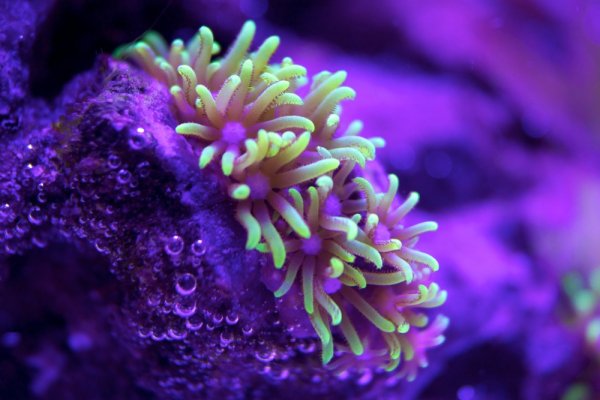 Corals 1.jpg