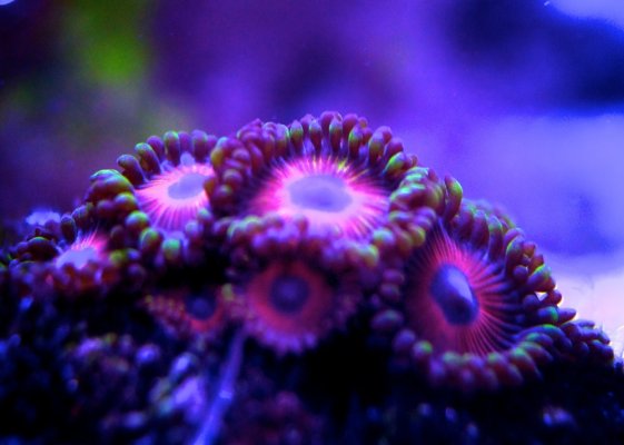 Corals 2.jpg