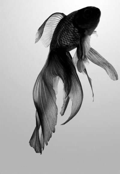 goldfishblack veiltail.jpg
