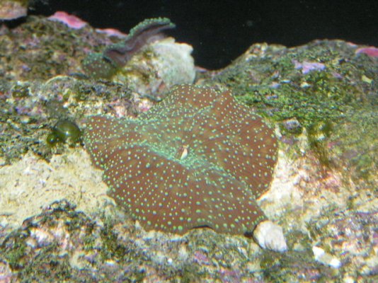 coral_mushroom.jpg