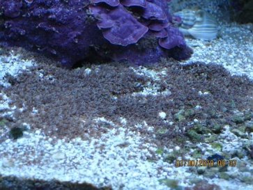 Wierd Coral on Sand small.jpg