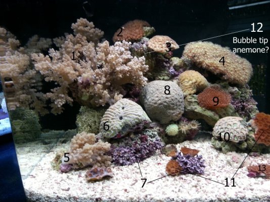 coral labeled.jpg