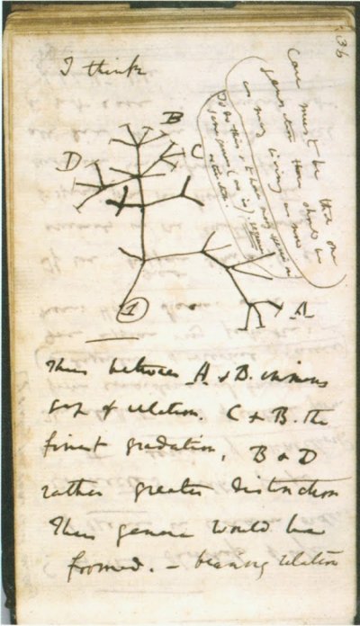 Darwin_Tree_of_Life_Sketch.jpg