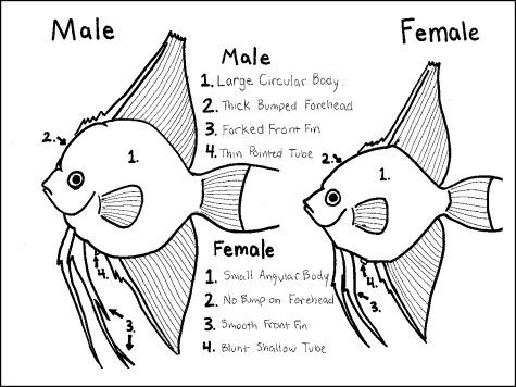 angelfish_gender_w1200.jpg