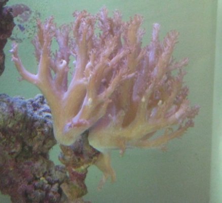 coral sml.jpg