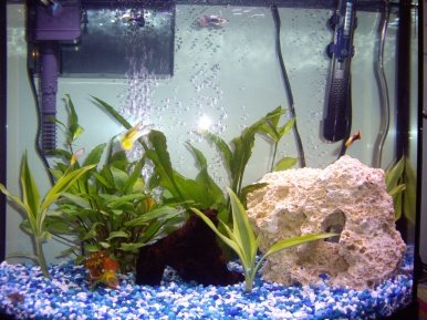 Fish tank 005.jpg