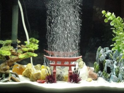 Zen Fish Tank.jpg