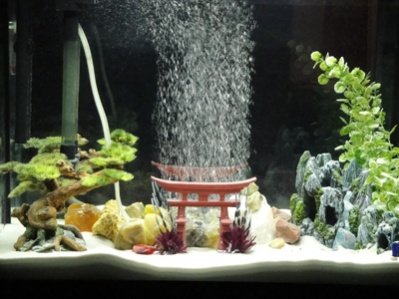 Zen Fish Tank - 02.jpg