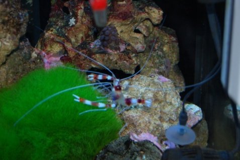 007 Banded shrimp and new algae resized.jpg