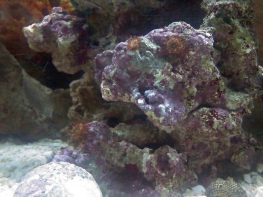 coral polyps.jpg