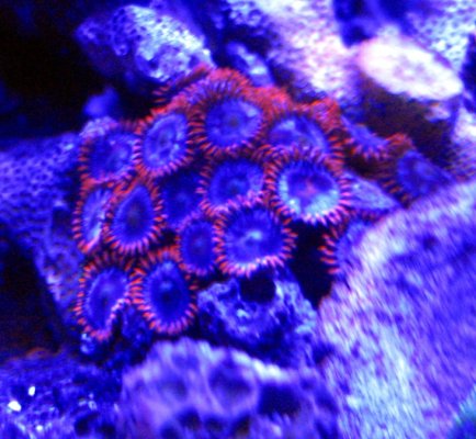 Fire and Ice Zoas 1.jpg