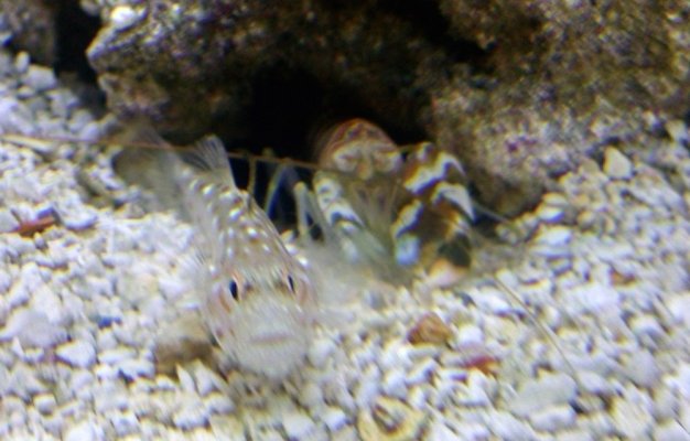 shrimp pic 1.jpg