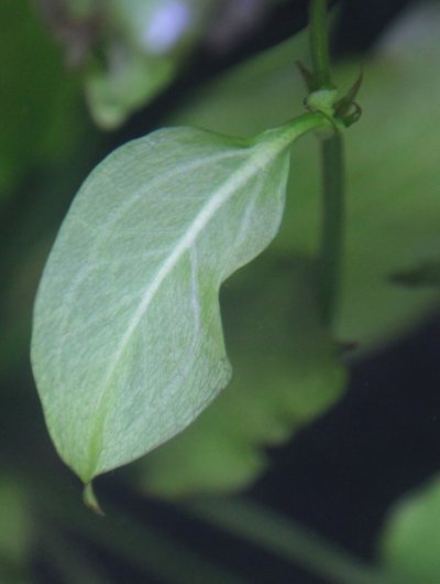 Leaf-1.jpg