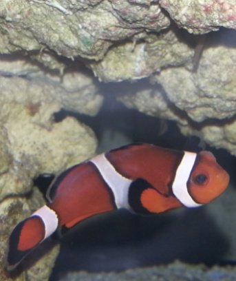Clownfish 9-7-15.jpg