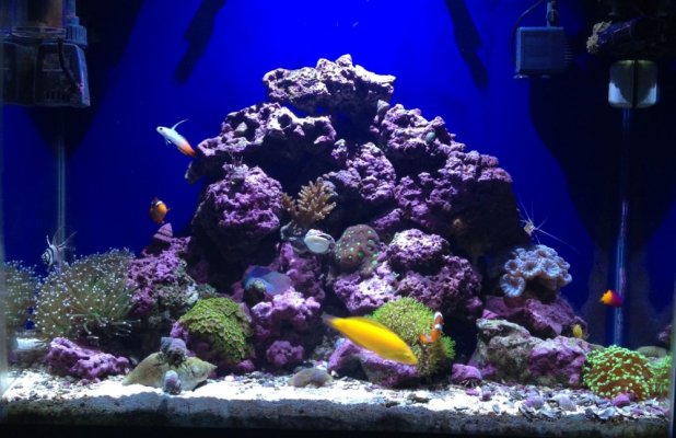 10-1-15 reef fish tank.jpg
