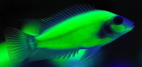 Fluorescent-cichlids.jpg