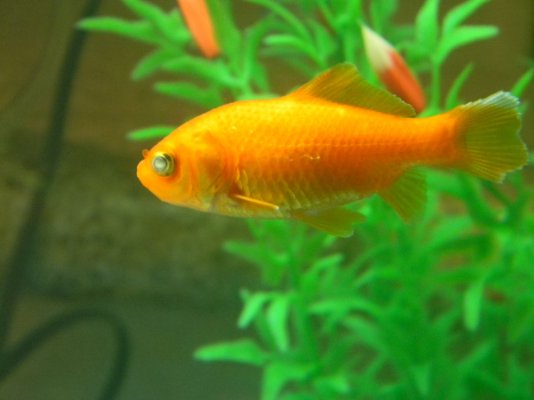 Goldfish Rina 006.jpg