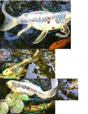 Koi bloated with red spots.jpg