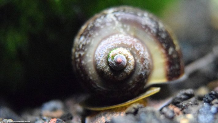 mystery-snail-brown-pitted-shell.jpg