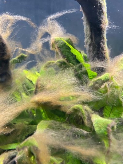 Algae 2.jpg