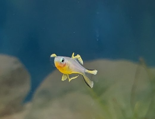 Light fish.jpg