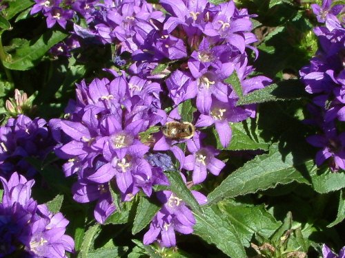 purple_flowers_and_bee2.jpg