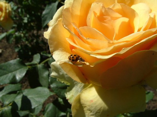 yellow_rose_and_lady_bug2.jpg