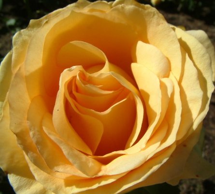 close_up_yellow_rose.jpg