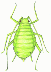 aphid.gif
