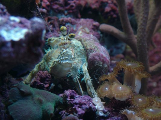 crustacean_sheddaq.jpg