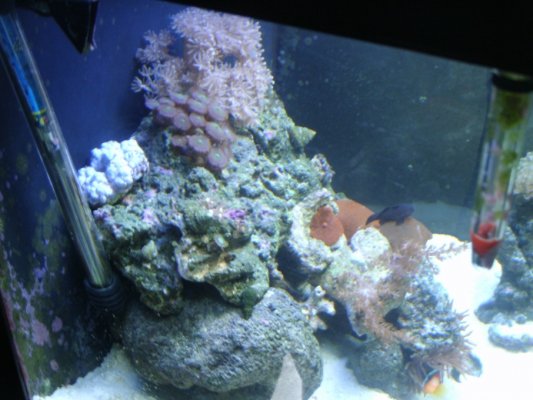 coral 1.jpg