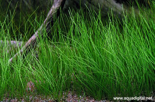 dwarf hairgrass.jpg